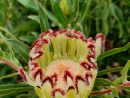 Protea neriifolia red-bearded